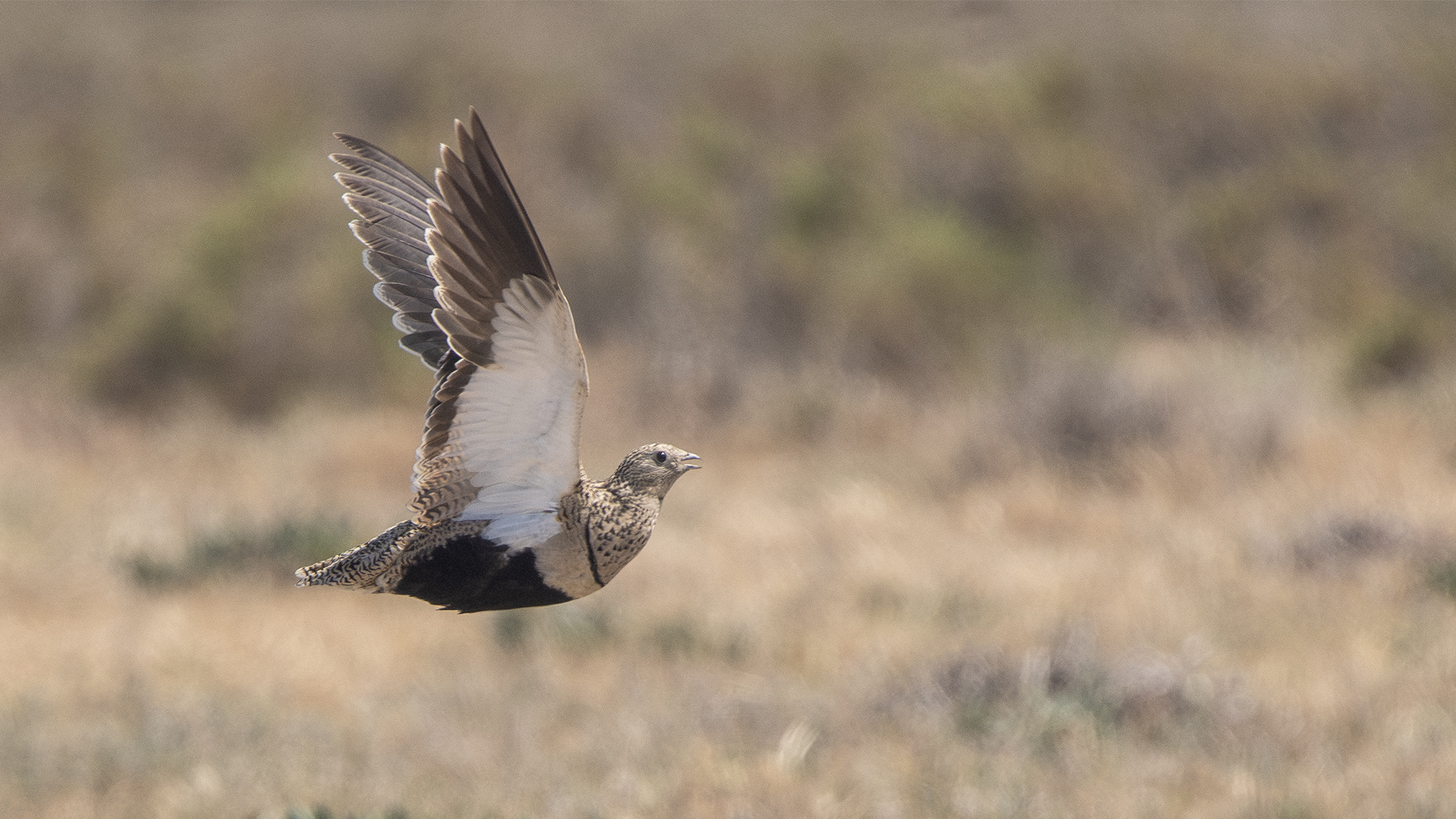 Black-bellied Sandgrouse
